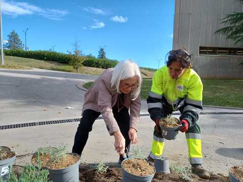 Planta de flors liles al campus UAB, contra la violència contra les dones